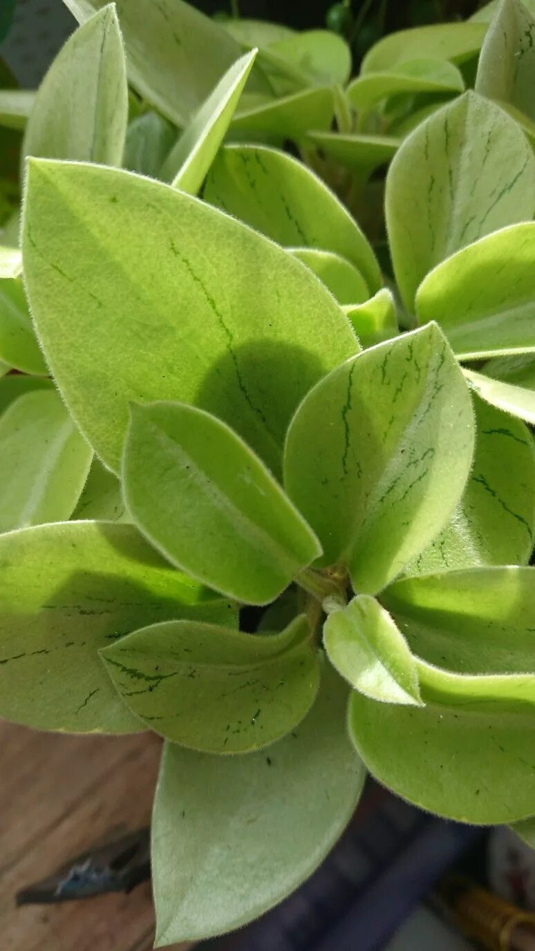 Пеперомия лайм. Пеперомия пикси лайм. пеперомия lime. пеперомия pixie lime. пеперомия пикси грин.