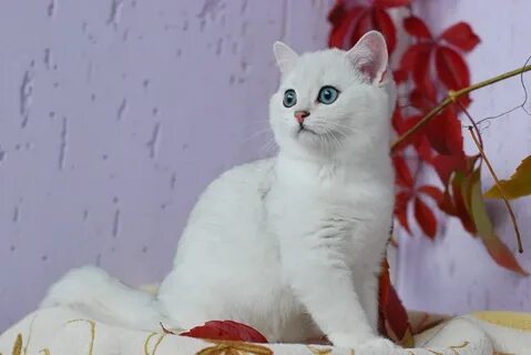 Шиншилла кошка характер