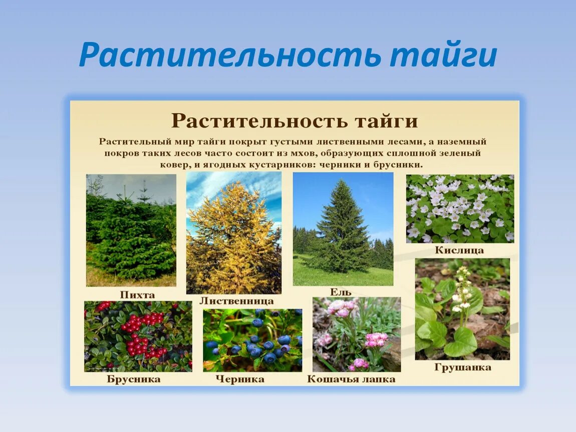 Лиственные преобладающие виды растений. Растительныймирт тпйги. Растительность тайги. Тайга растительность мир. Растительность тайги в России.