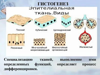 Выберите два изображения эпителиальной ткани
