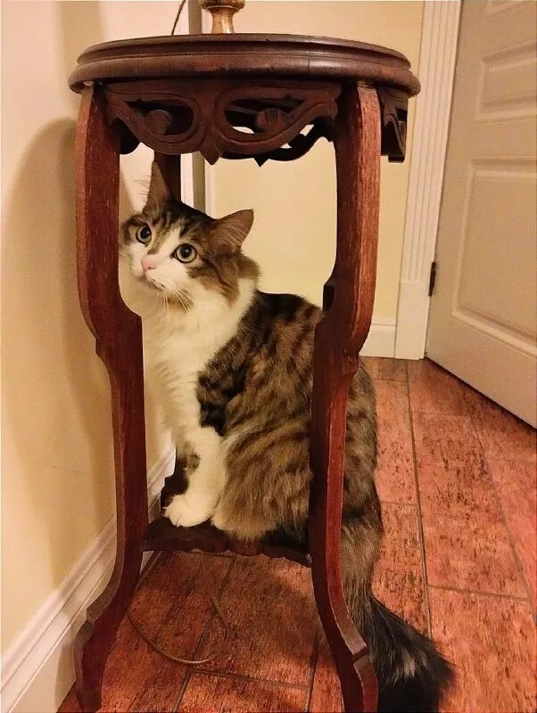 Кот аа. Подарок кошке приколы. котик логика. кота снимают с дерева.