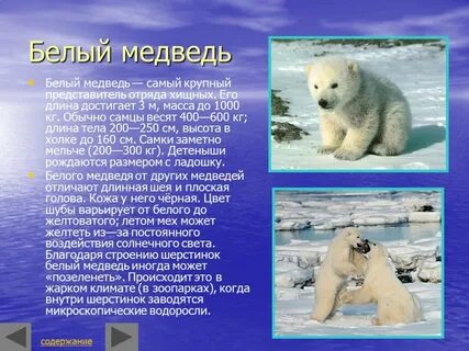 Белый медведь сообщение 4 класс окружающий