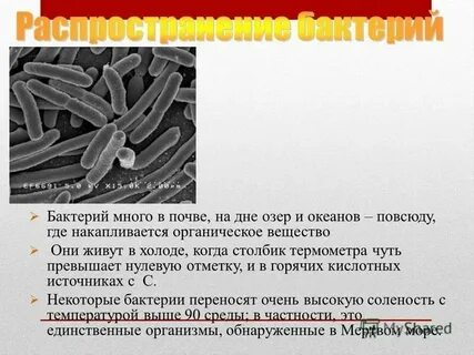 Жизнедеятельность микроорганизмов изучает наука