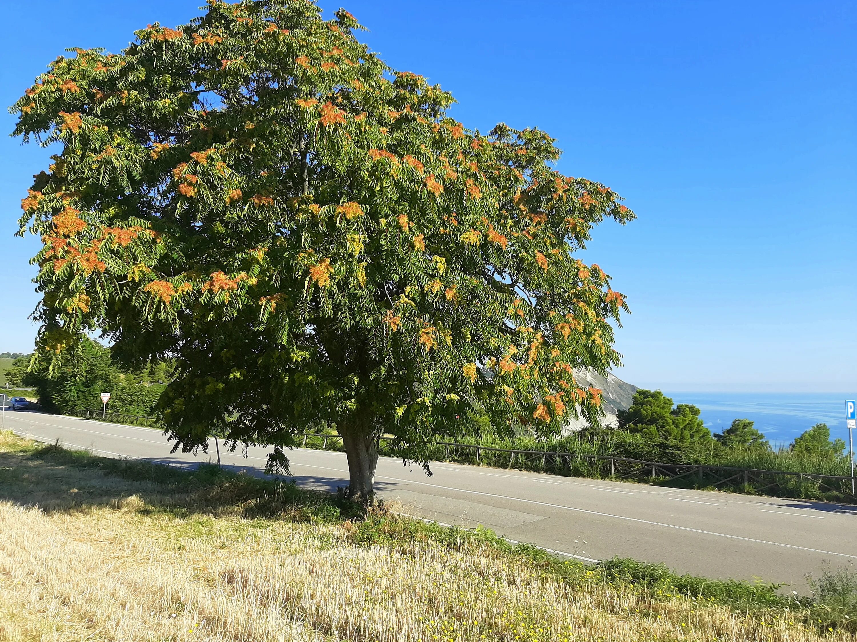 Айлант высочайший. Айлант дерево. Айлант Альтиссима. Ailanthus altissima Айлант высочайший. Айлант Крымский.