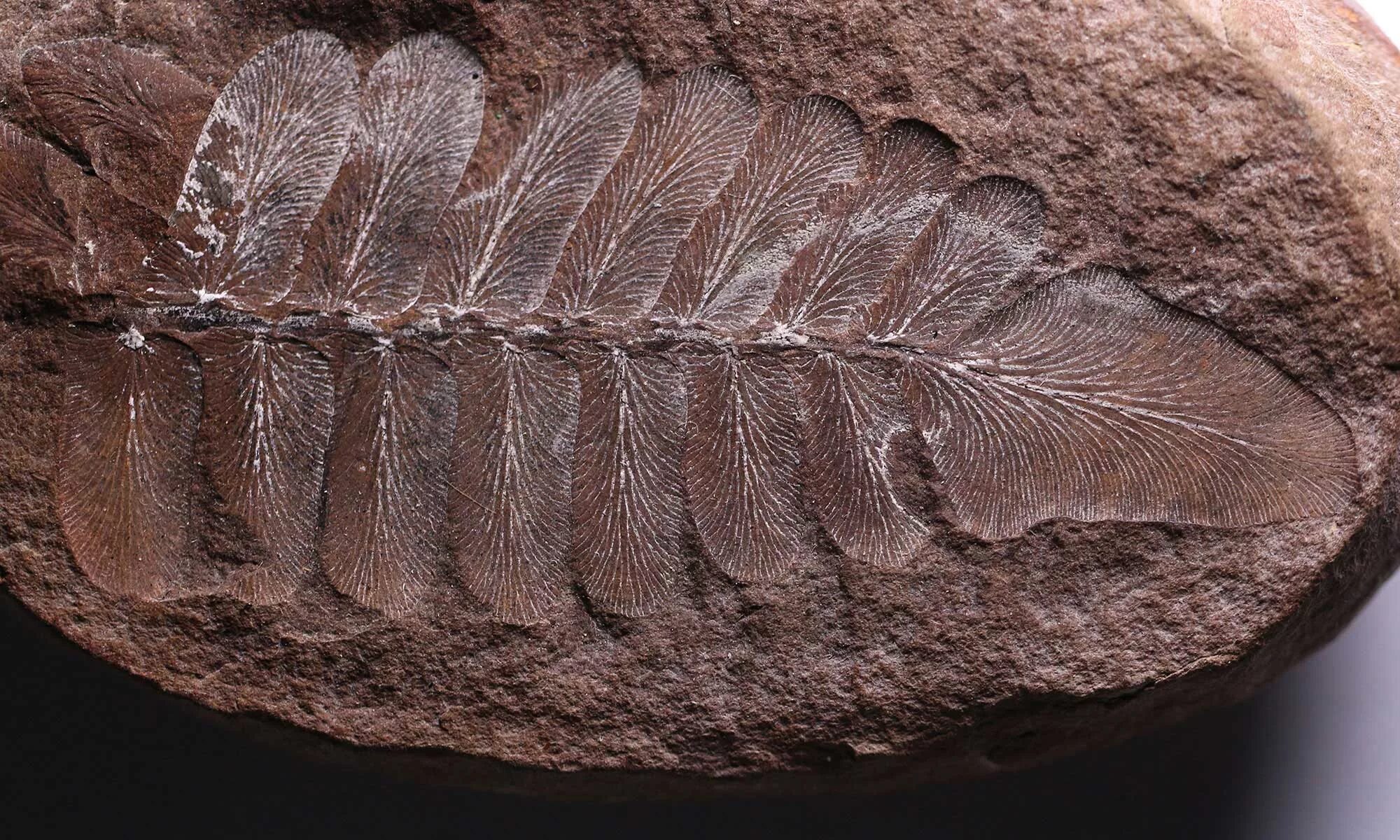 Отпечатки растений на каменном угле. Палеонтология окаменелости. Fossil окаменелости. «Семенные папоротники» окаменелые. Ихтиостега окаменелость.