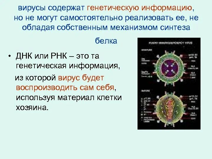 Вирус наследственная информация