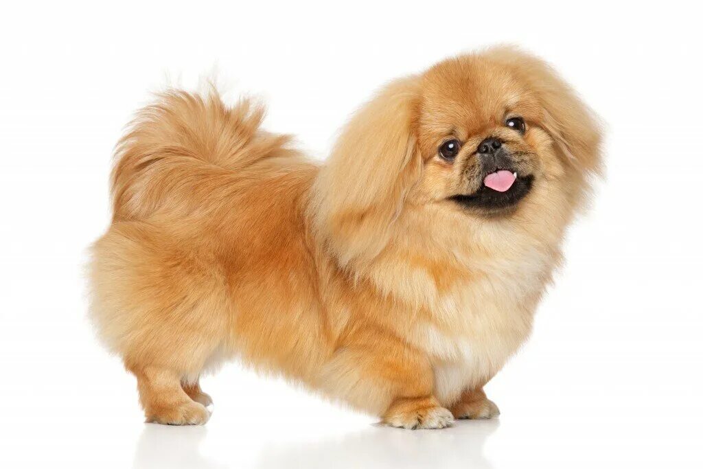 These small dogs are so cute you won't know what to do with yourself Pekingese d
