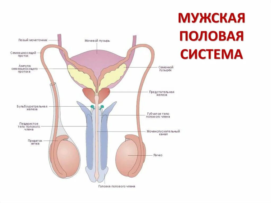 Органы составляющие мужскую половую систему