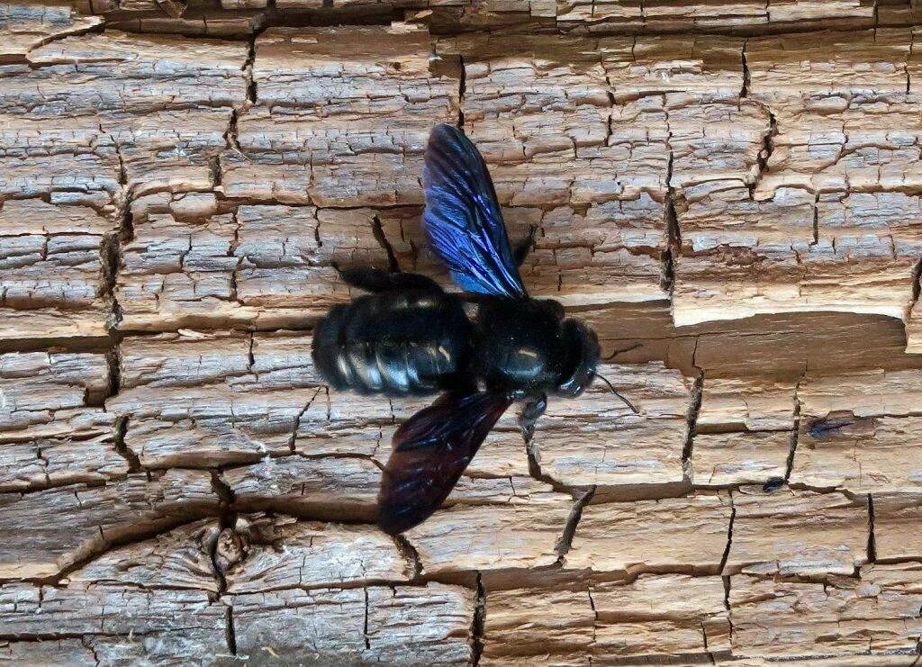Синяя пчела плотник. Шмель-плотник фиолетовый( xylocopa violacea ). пчела-плотник обыкновенная (xylocopa valga). шмель плотник ксилокопа. шмель плотник гнездо.