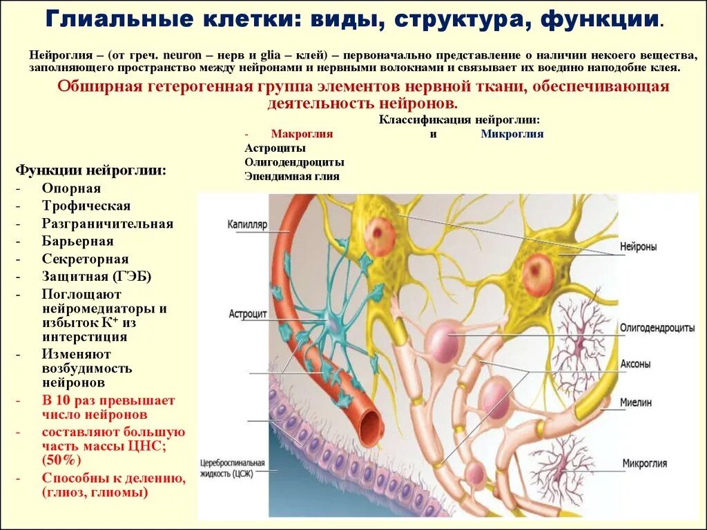 Вспомогательные нервные клетки. Функции глиальных клеток в нервной системе. Структура и функции глиальных клеток. Клетки глии нервной ткани. Глиальные клетки нервной ткани функции.