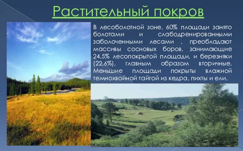 В сибири наибольшую площадь занимает природная. Растительный Покров. Растительный Покров леса. Характер растительного Покрова. Характеристика растительного Покрова.