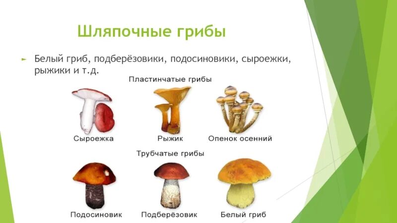 Грибы боровики сыроежки. Шляпочные грибы белый гриб. Группы шляпочных грибов. Названия шляпочных грибов.