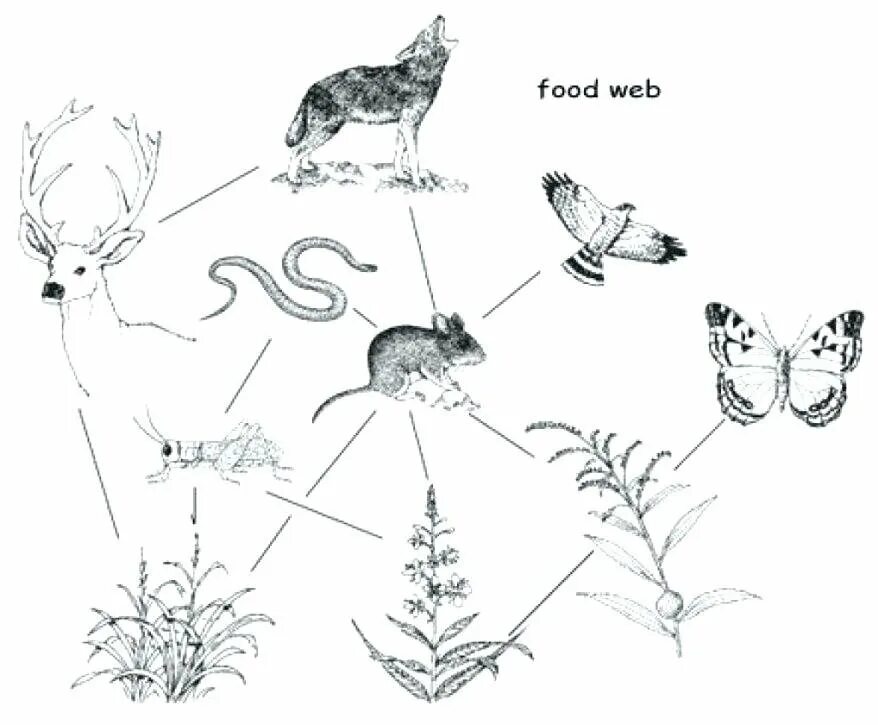 Составьте цепь питания по рисунку. Цепочка пищевой цепи животных. Схема цепи питания биогеоценоза. Пищевая цепочка биология пятый класс. Пищевая цепочка схема.