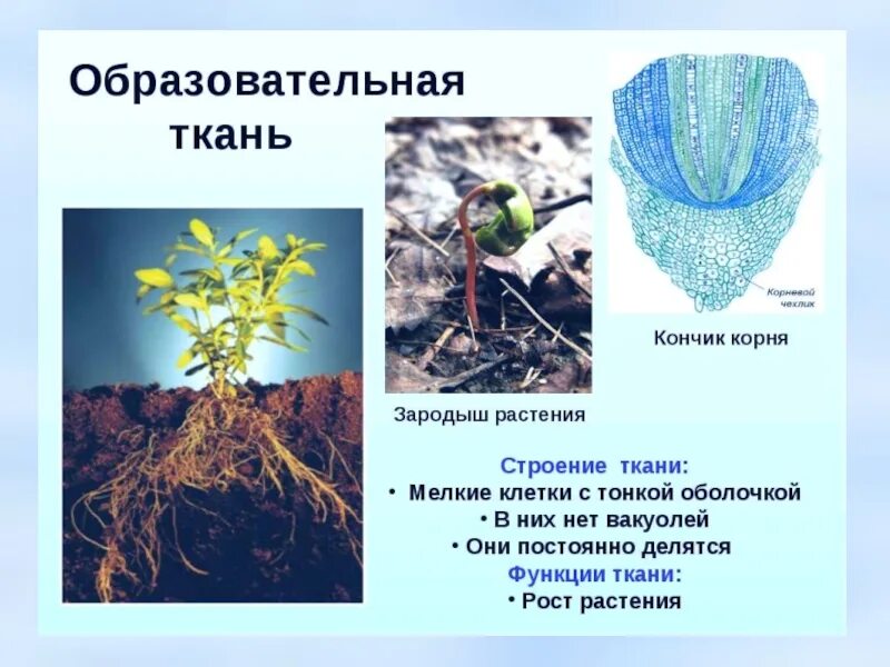 Функция образовательной ткани у растений 6 класс. Образовательная растительная ткань. Образовательная ткань местонахождение. Раневая образовательная ткань. Первичная образовательная ткань.