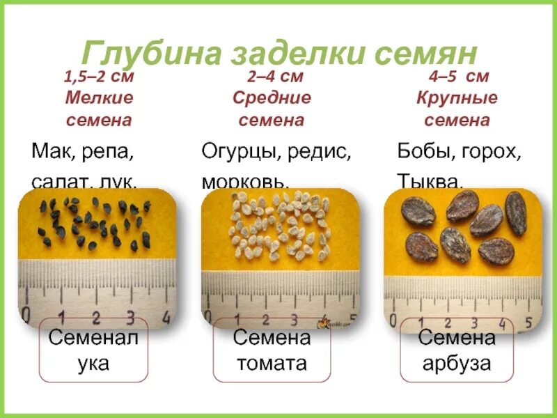 Глубина заделки семян томатов. Глубина посадки посева семян таблица. Глубина заделки семян. Размер семян редиса. Глубина заделки семян при посеве на рассаду.