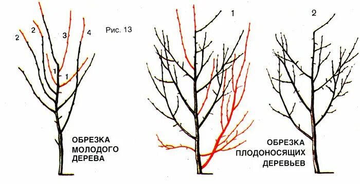 Как обрезать вишню после сбора урожая