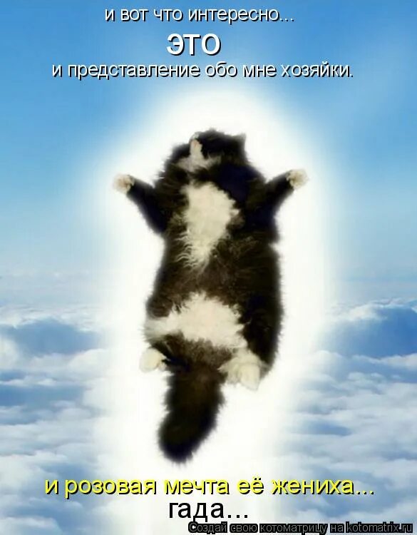 люди имеют право думать о вас как угодно. биополе котиков. презентация обо мне. представление обо мне. рассказать о себе.