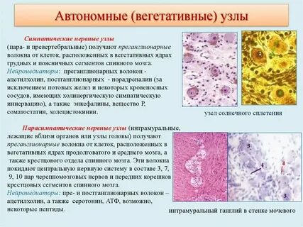 Автономные нервные узлы