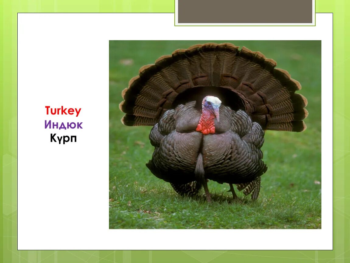Почему индюк думал. Turkey индюк. индюк мейкер. turkey индюк почему. индюк с фруктами.