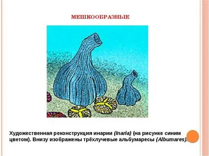 Изображать нижний