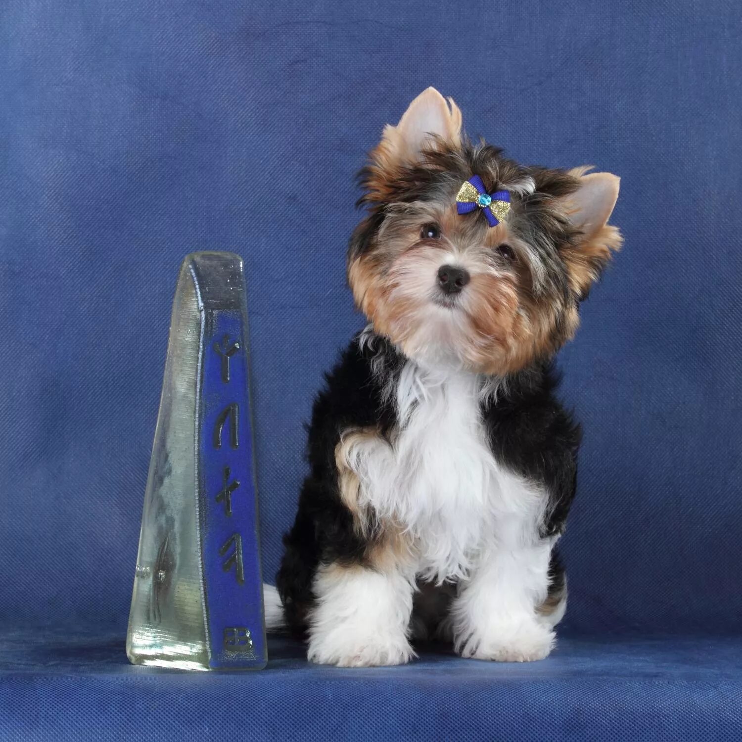 стрижка бивер йорка. стрижка бивера мальчика. стрижка бивер йорка. бивер йорк стриженный. стрижка бивера мальчика.