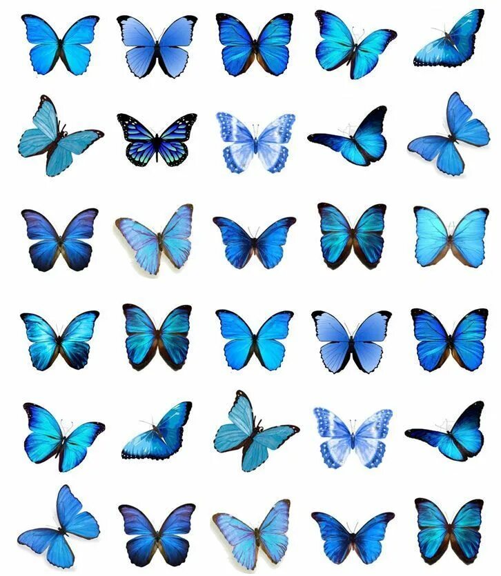Торт «бабочки». Бабочки сахарная печать. Бабочки для печати на торт. Бабочки для печати. Бабочки для торта картинки для печати