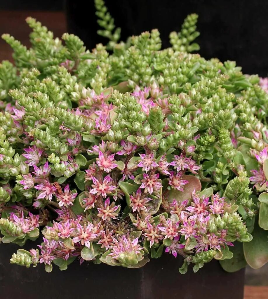 Седум цветок многолетний фото. Очиток Вайнберга (Sedum weinbergii. Очиток Sedum. Очиток седум. Очиток Эверса 'homophyllum'.