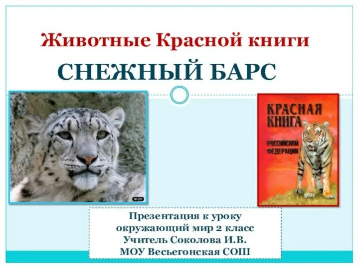 Животные красной книги презентация 3 класс. Кировский животные из красной книжки. Красная книга презентация. Какое животное красное и умное. Животные красной книги презентация 3 класс.