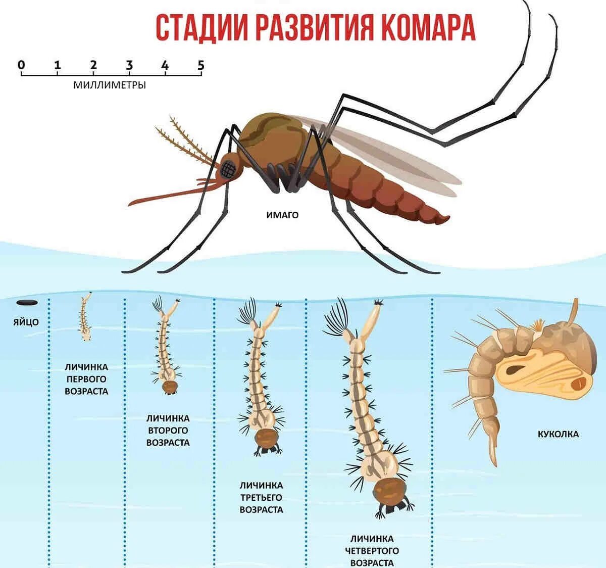 Личинка комара. Стадии развития комара. Стадии развития компрп. Схема развития комара.