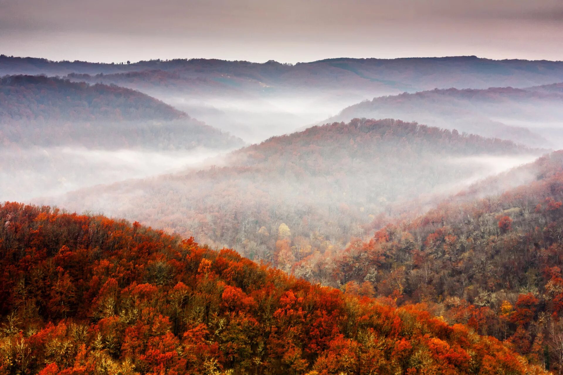 Fall forest