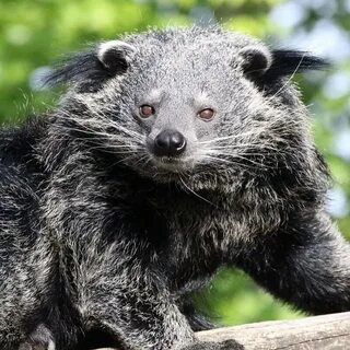Кот медведь