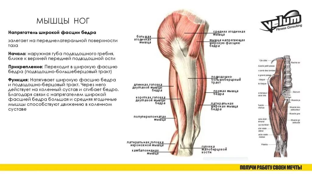 Ноет нога выше колена. Подвздошно-большеберцовый тракт анатомия. Подвздошно большеберцовый тракт и широкая фасция бедра. Подвздошно-большеберцового тракта мышцы. Мышца напрягатель широкой фасции.