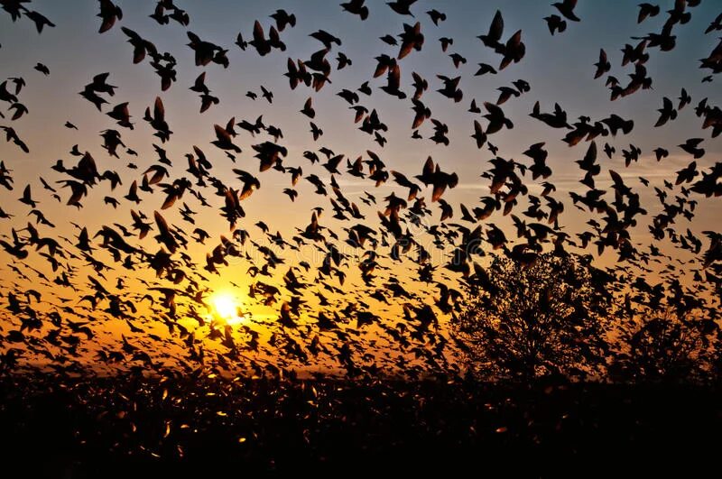 Долина Джатинга. Долина Джатинга Долина падающих птиц. Много птиц.
