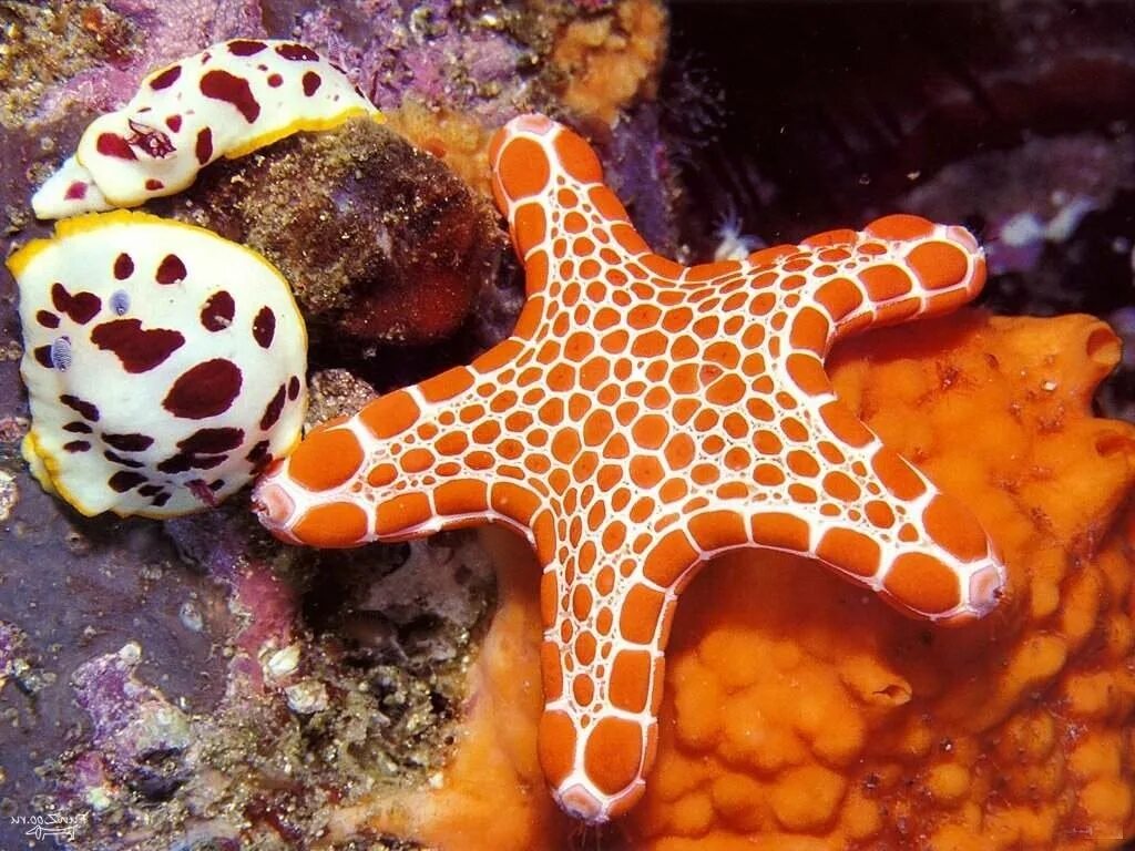 Много морских животных