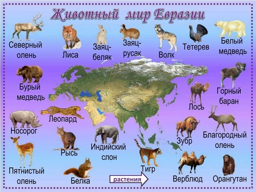 Животный мир Евразии карта. Животные Евразии 4 класс окружающий мир. Материк Евразия животные Евразии. Животный и растительный мир Евразии на карте. Какие животные обитают на материке северная америка