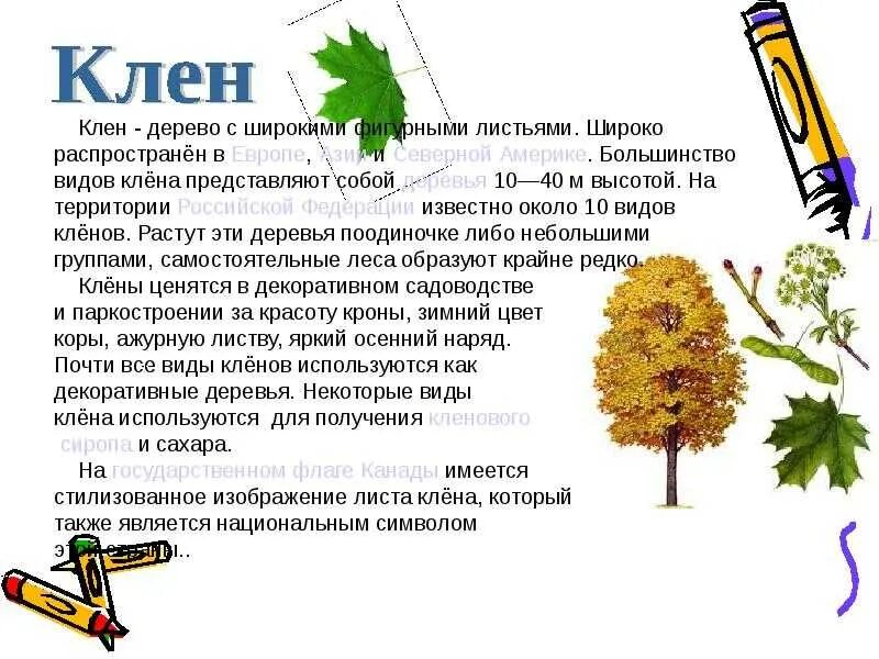 Описание дерева красиво. Клен дерево описание для детей. Рассказ о клене. Клен описание. Клен доклад.