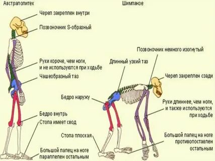 Позвоночник обезьяны