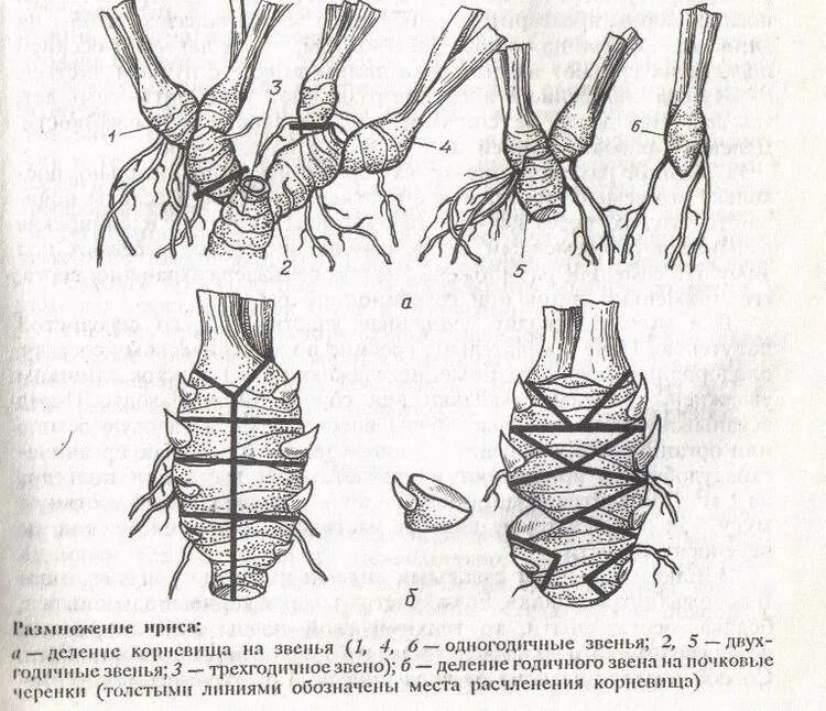 Как размножается ирис. Деление корневища ириса. ирис вегетативное размножение. размножение отрезками корневища. размножение корневищем схема.