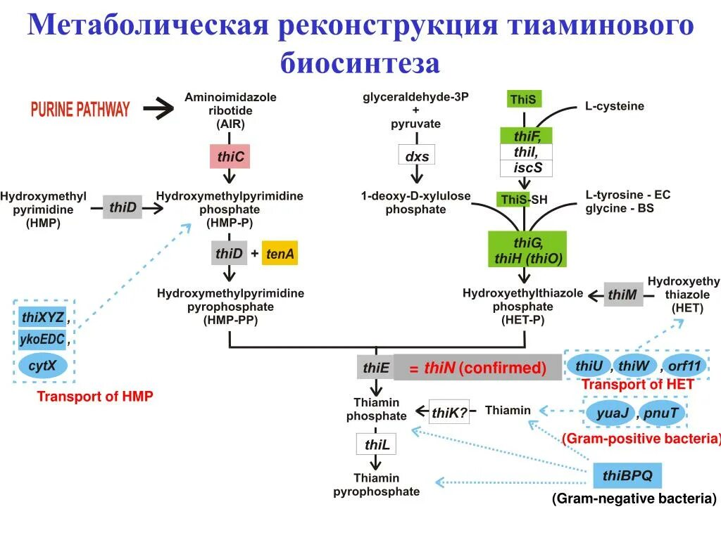 Биосинтез ростов. Схема биосинтеза метаболизм. Метаболическая карта кальцитонина и геномика. Генетически обусловленные дефекты биосинтеза гормонов. Контроль качества биосинтеза.