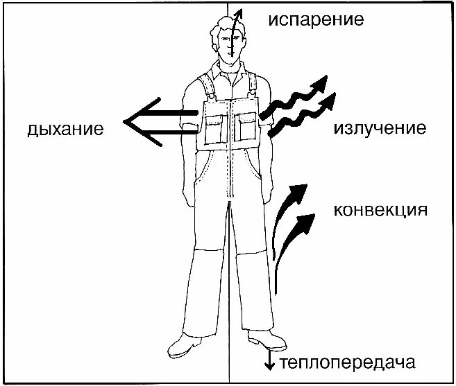 Схема теплообмена человека. Теплоотдача тела человека. Теплообмен организма схемы. Теплопередача в организме человека. Испарение пота с поверхности кожи