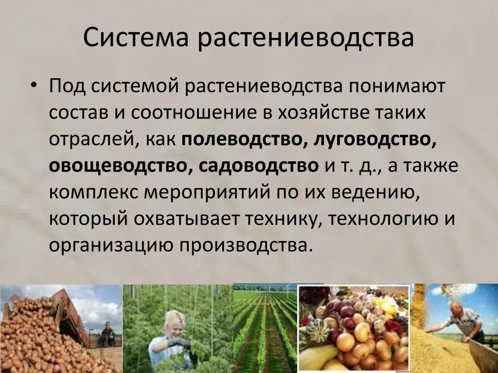 Отрасли растениеводства. Система растениеводства. Отрасли отрасли растениеводства. Растениеводство отрасль сельского хозяйства. Ограничения для ведения сельского хозяйства в тайге