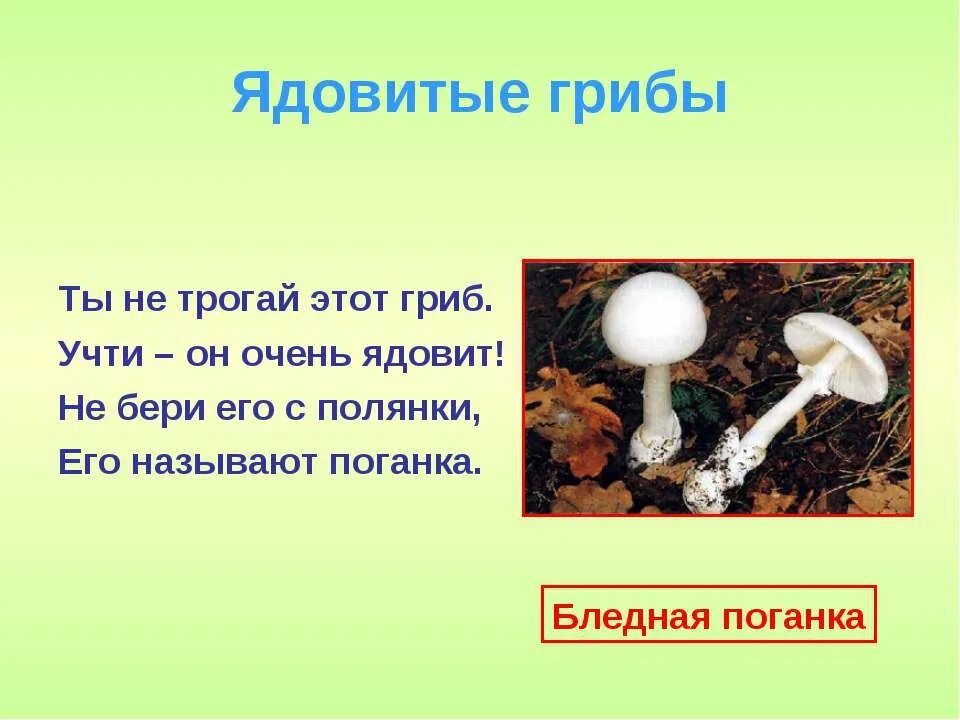 Лесные опасности 2 класс ядовитые грибы. Мухомор Лесная опасность 2 класс. Загадки про ядовитые грибы. Сообщение о ядовитых грибах.