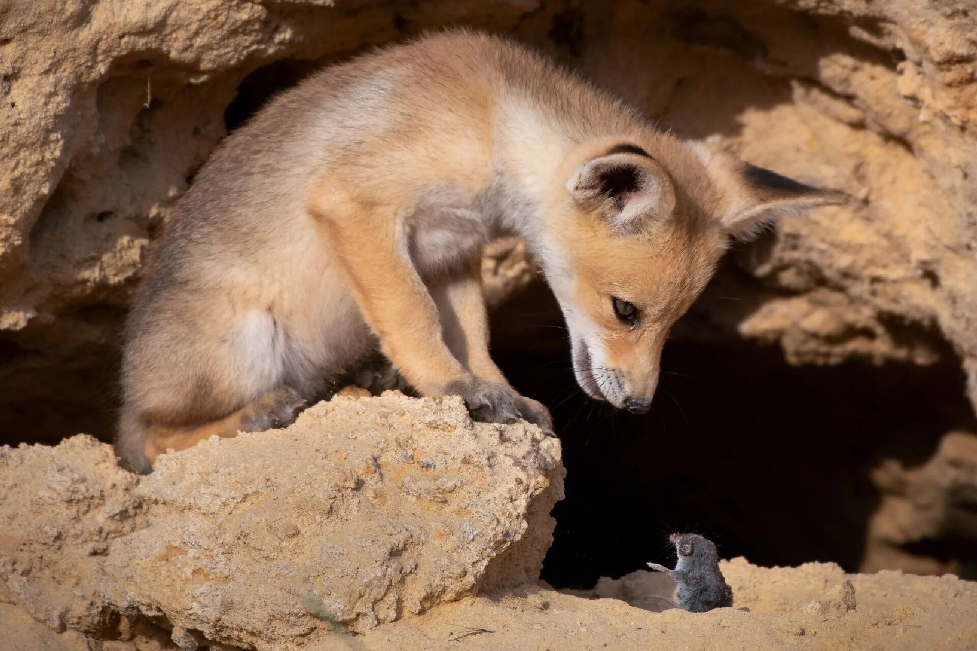 Duobrachium sparksae. Peinaleopolynoe elvisi. Финалисты comedy wildlife photography awards. Самые необычные динозавры. Убираджара динозавр.