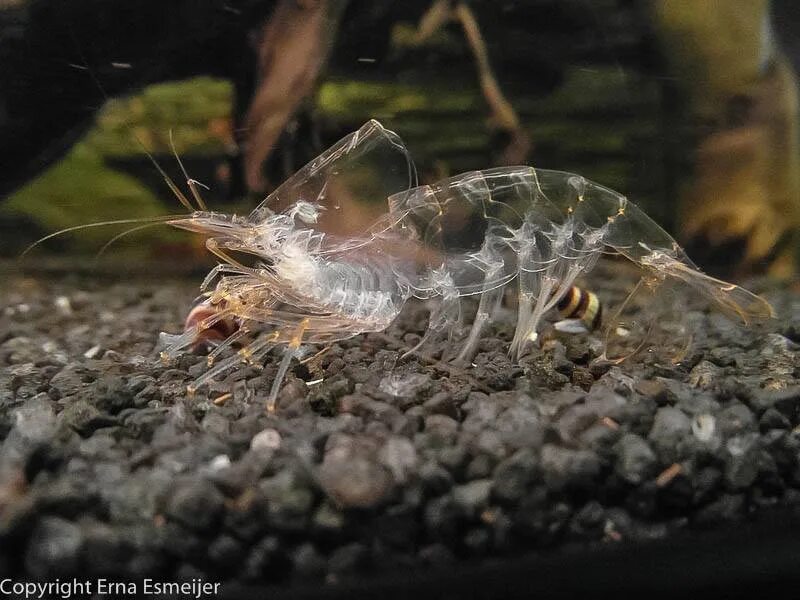 Какого цвета креветки в природе. Неокаридина рили красная. Маленькие креветки мертвые. Креветки черри размножение. Линька аквариумных креветок.
