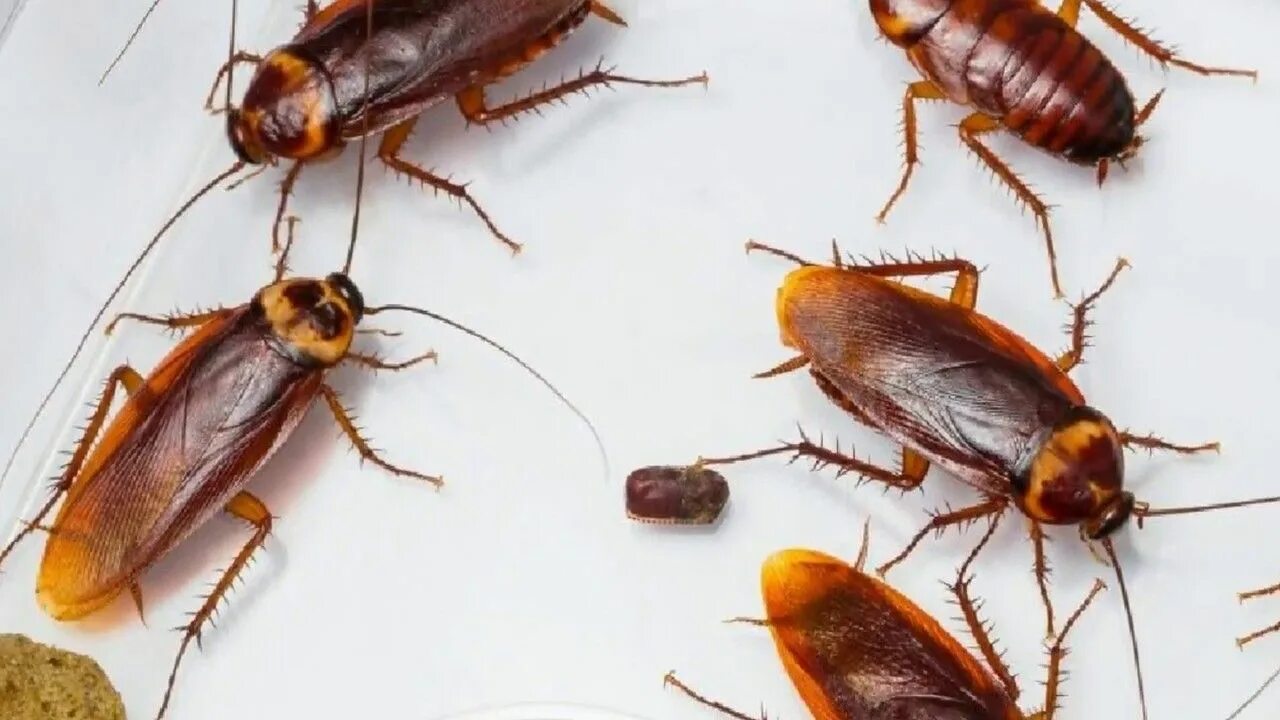 Cucaracha