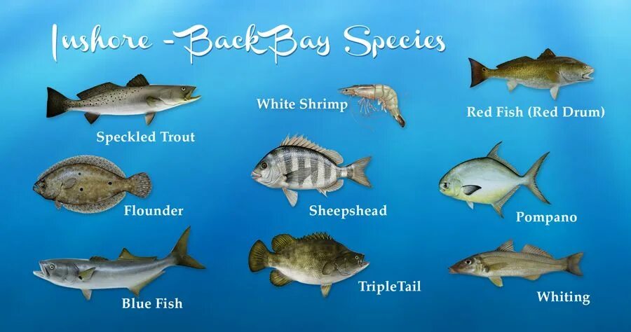 Типы рыб. Species of Fishes группа. Types of Fish.