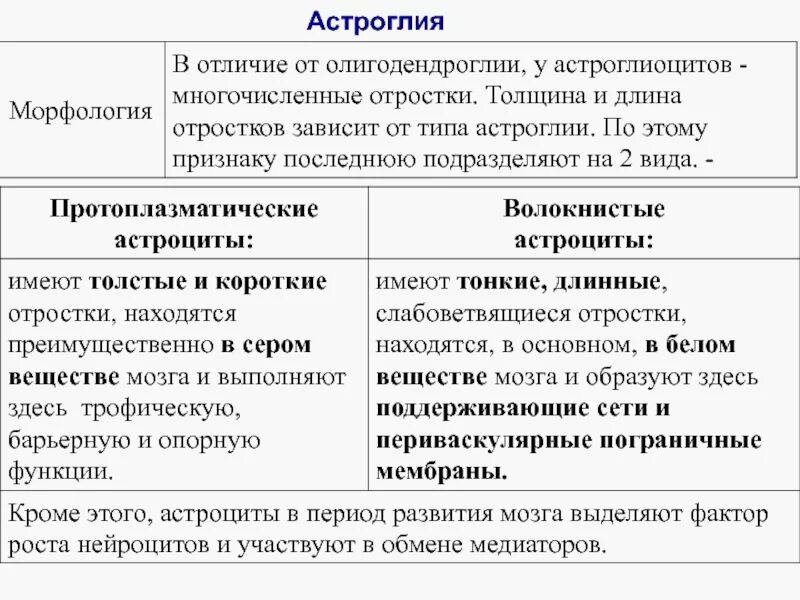 Нейроглия коры головного мозга гистология. Астроглия гистология. Астроцитная глия гистология. Астроглия. Астроглия функции.
