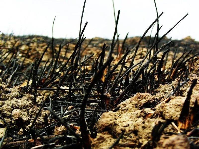 выжженная земля 1. мертвое дерево. выжженная земля после пожара. выжженная земля 1. выжженная земля 1.