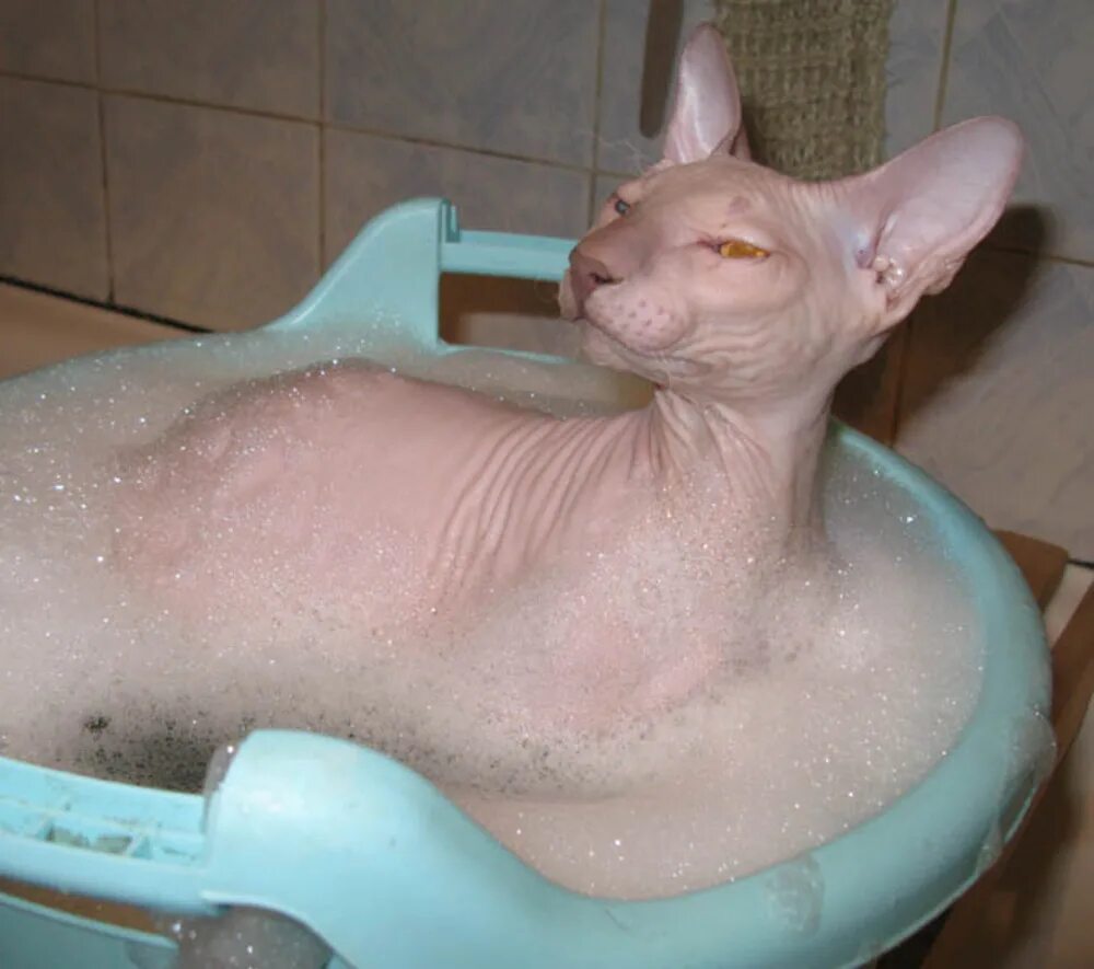 Сколько можно мыть кошек. Костюм для купания кошек. Шапочка для купания сфинкса. Купание сфинкса. Купание кошки.