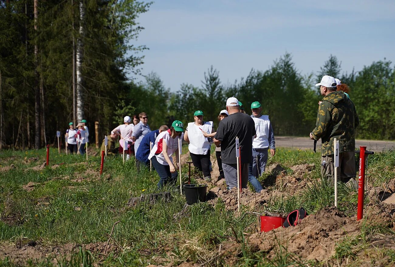 День посадки деревьев 2025. Посадка леса в россии. высадка лесов. высадка деревьев в лесу. лесное и лесопарковое хозяйство.